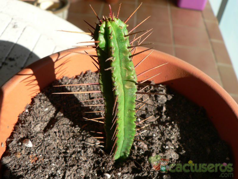 Una foto de Euphorbia enopla