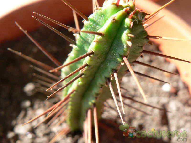 Una foto de Euphorbia enopla