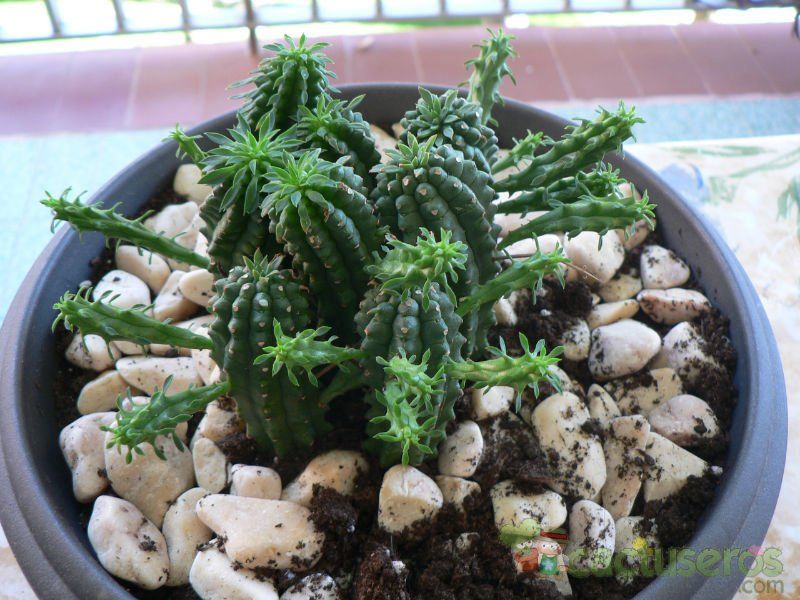 Una foto de Euphorbia fimbriata