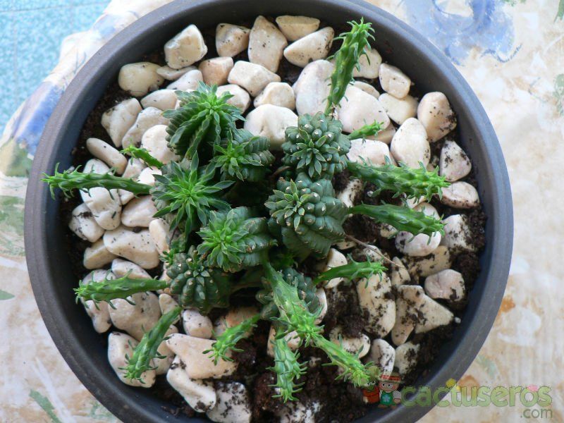 Una foto de Euphorbia fimbriata