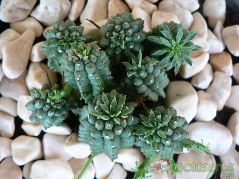 Una foto de Euphorbia fimbriata