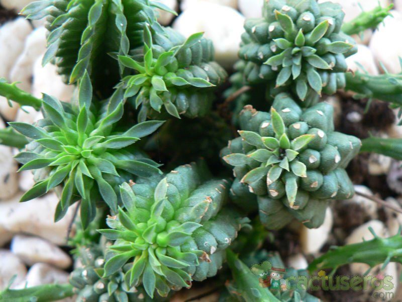 Una foto de Euphorbia fimbriata