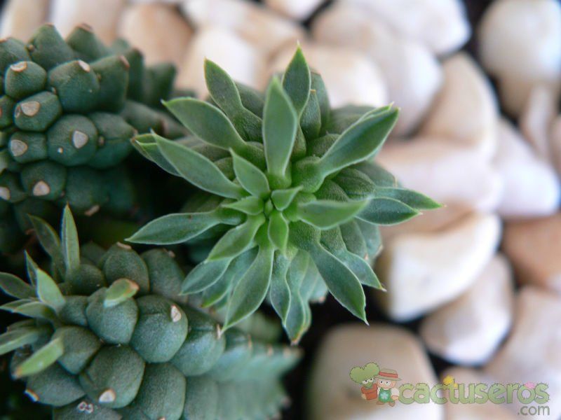 Una foto de Euphorbia fimbriata