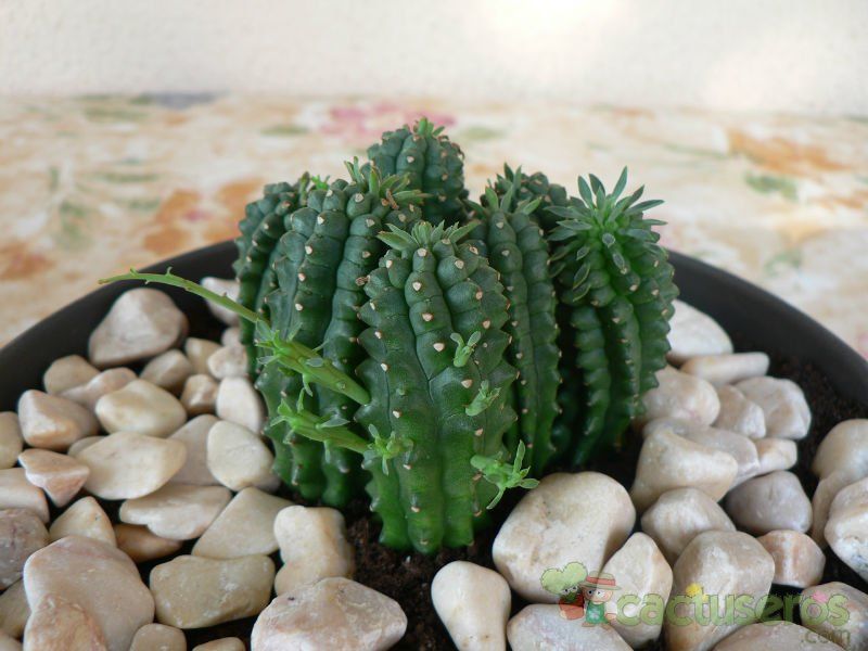 Una foto de Euphorbia fimbriata
