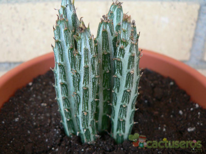 Una foto de Kleinia gregorii