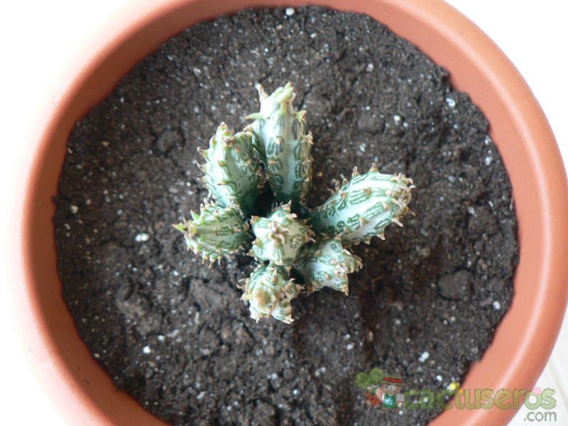 Una foto de Kleinia gregorii