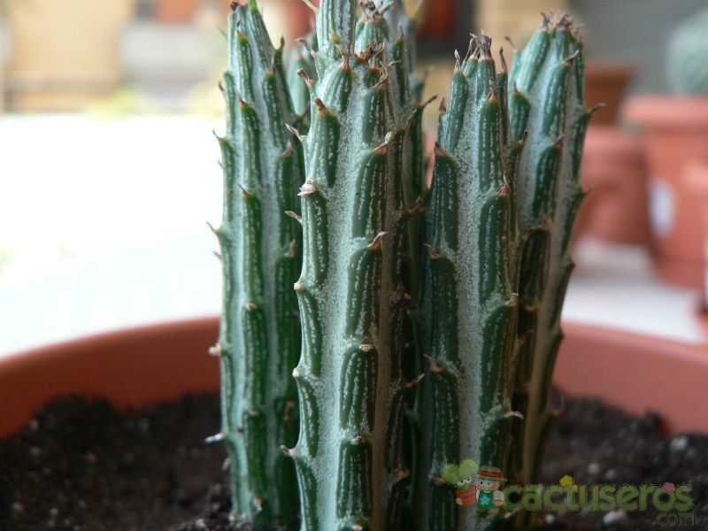 Una foto de Kleinia gregorii