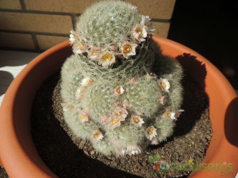 Una foto de Mammillaria carmenae