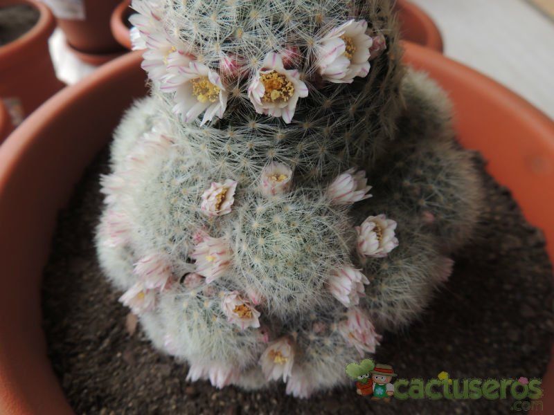 Una foto de Mammillaria carmenae