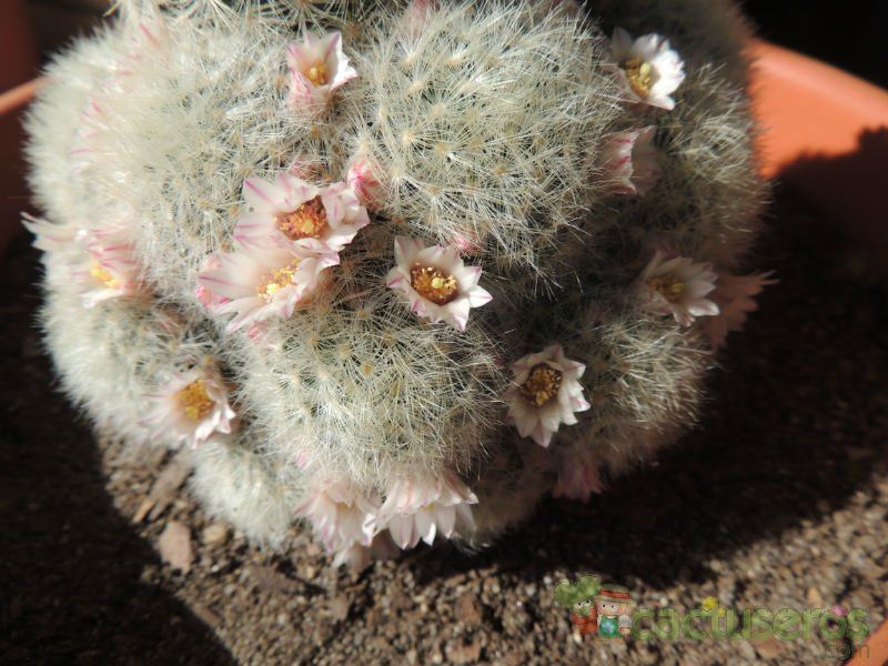 Una foto de Mammillaria carmenae