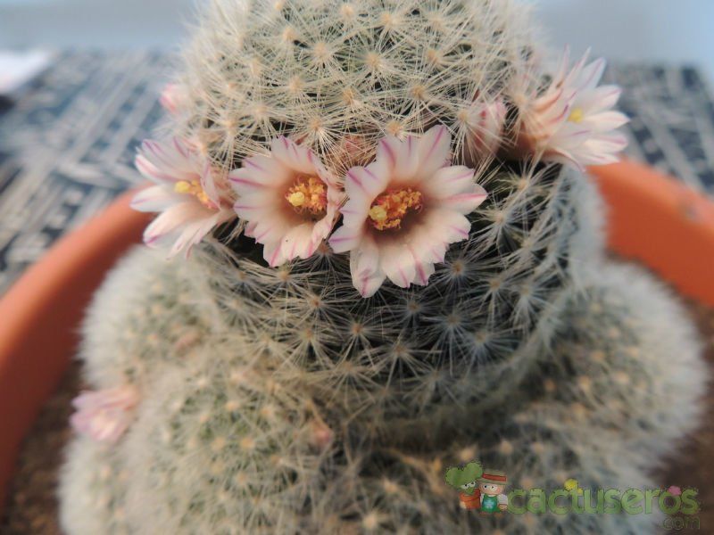 Una foto de Mammillaria carmenae