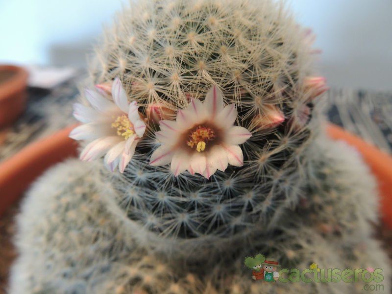 Una foto de Mammillaria carmenae