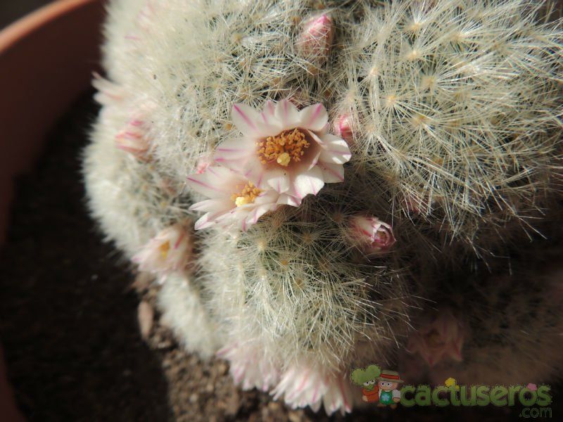 Una foto de Mammillaria carmenae