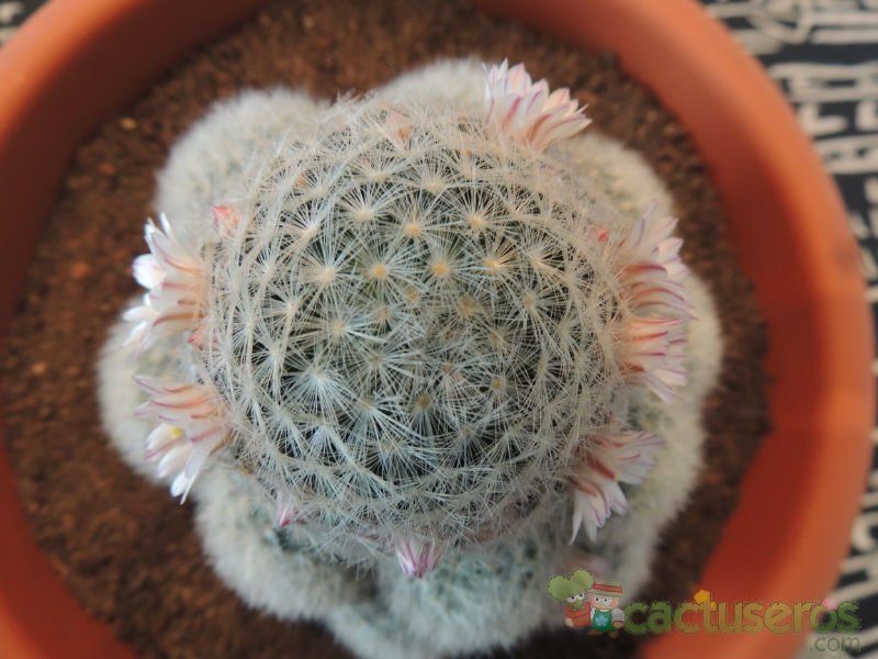 Una foto de Mammillaria carmenae
