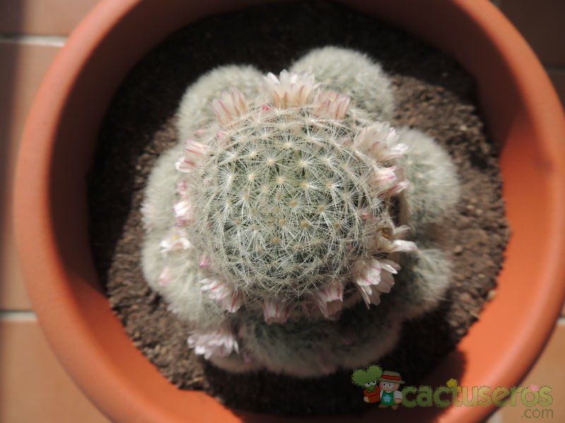 Una foto de Mammillaria carmenae
