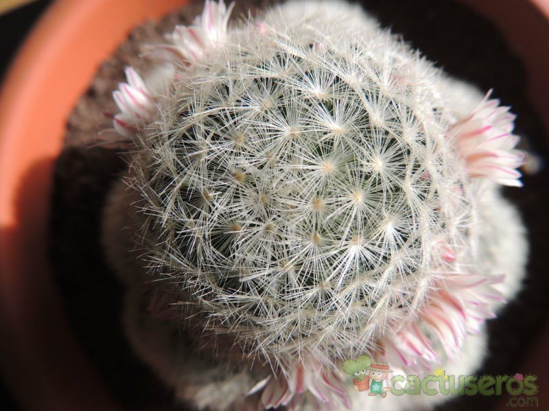 Una foto de Mammillaria carmenae