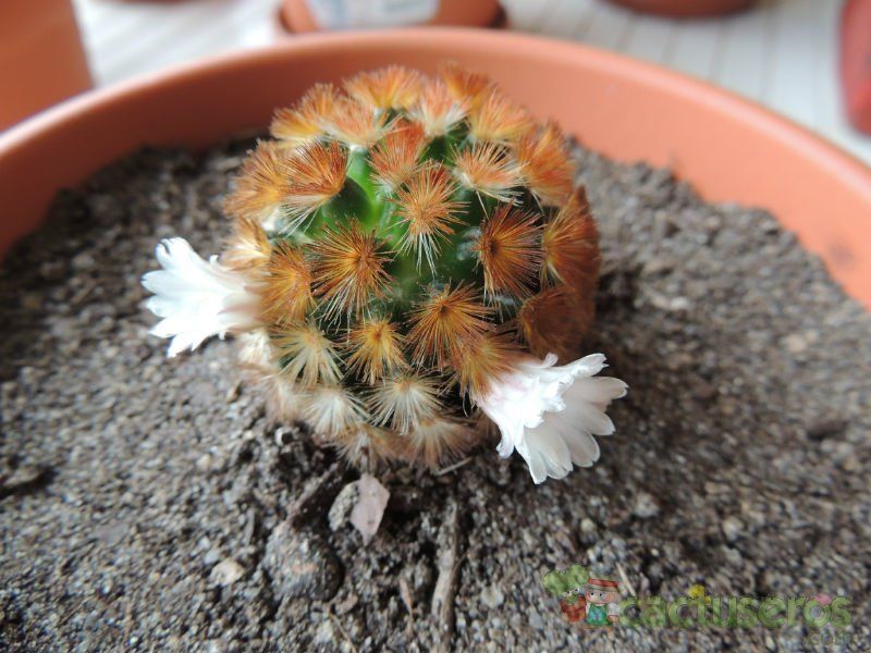 A photo of Mammillaria carmenae