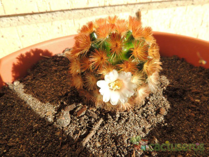 A photo of Mammillaria carmenae