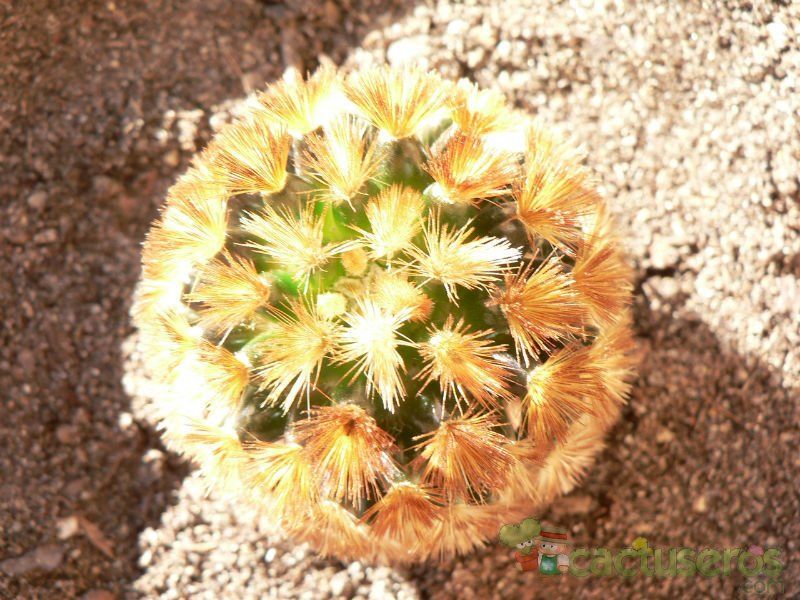 A photo of Mammillaria carmenae