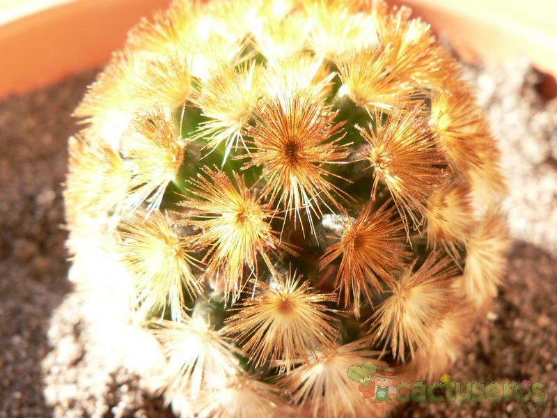 A photo of Mammillaria carmenae