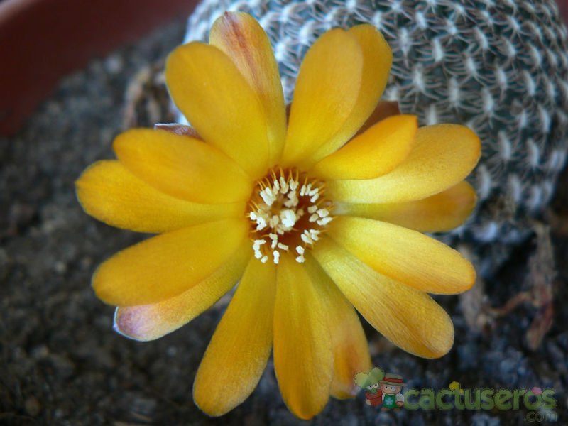 A photo of Sulcorebutia arenacea