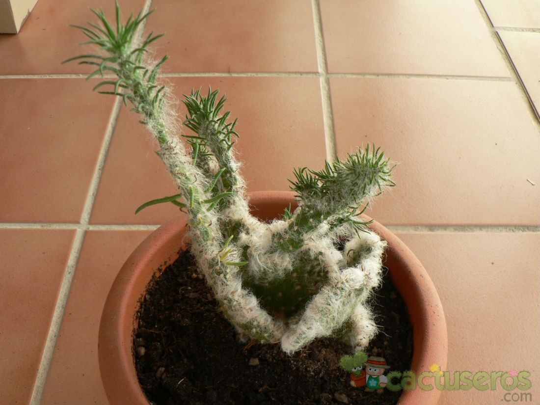 Una foto de Austrocylindropuntia vestita fma. crestada