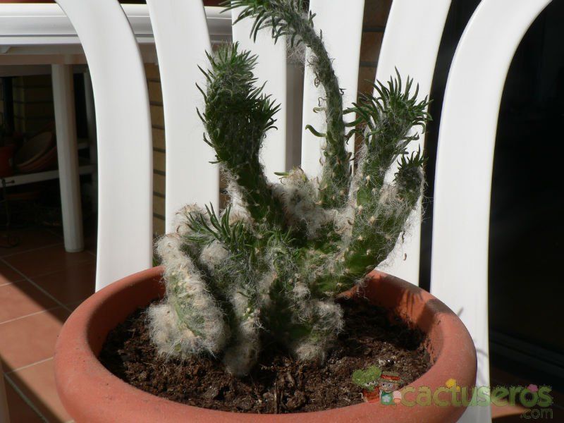 Una foto de Austrocylindropuntia vestita fma. crestada