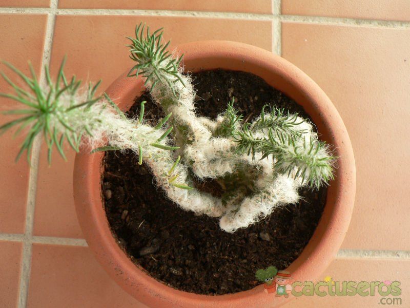 Una foto de Austrocylindropuntia vestita fma. crestada