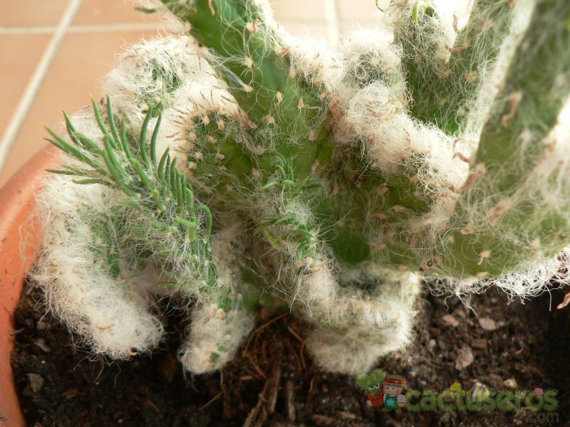 Una foto de Austrocylindropuntia vestita fma. crestada