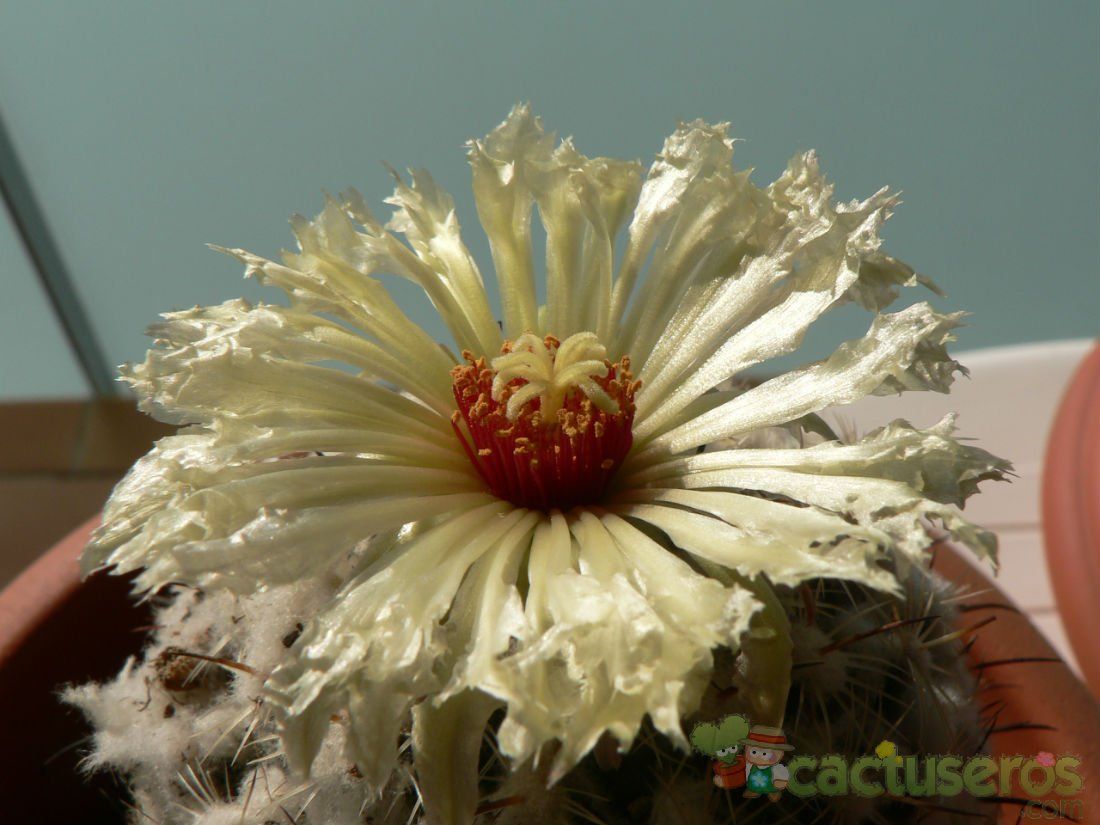 A photo of Coryphantha pallida