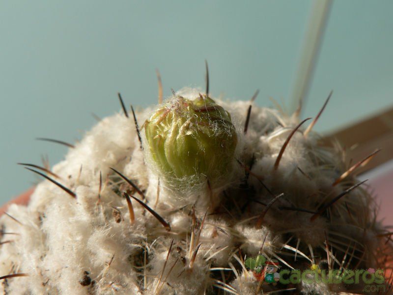 Una foto de Coryphantha pallida