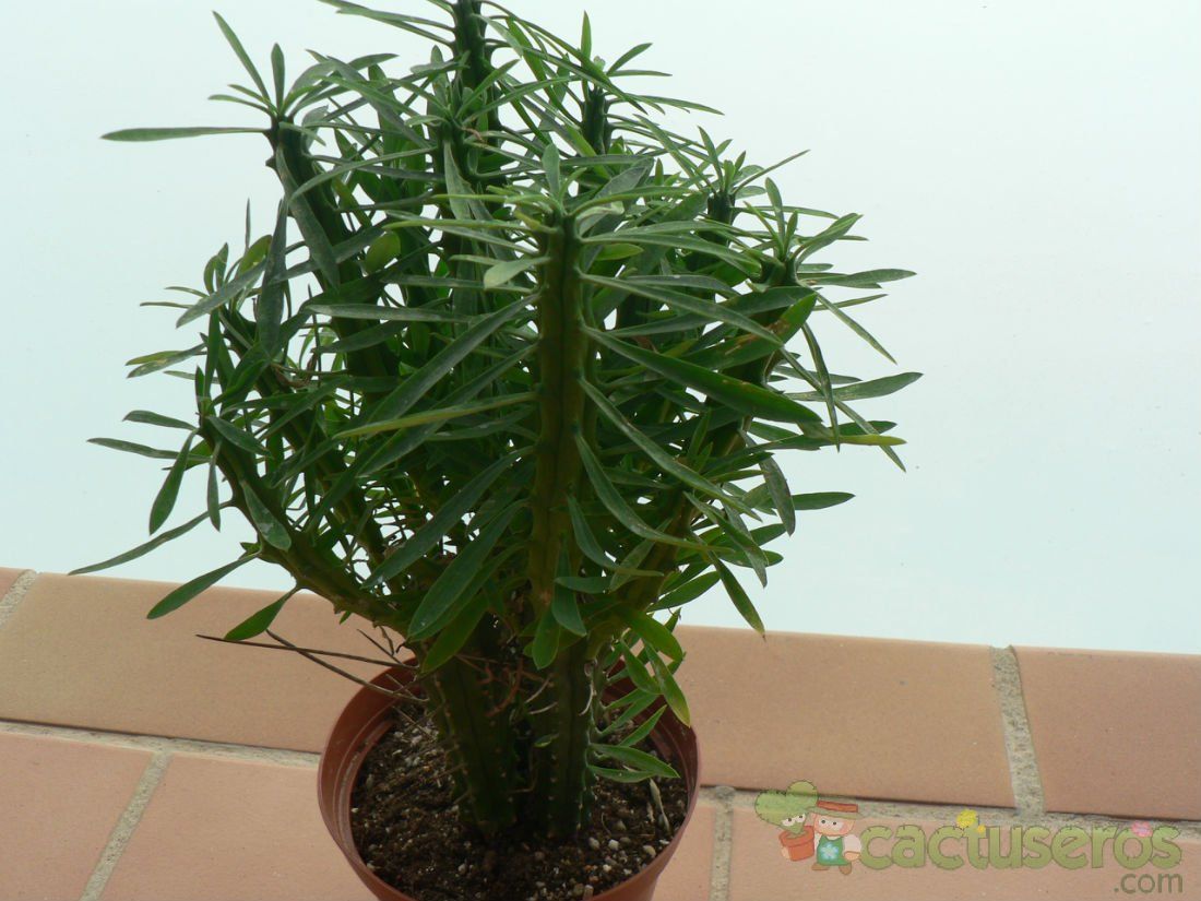 A photo of Euphorbia loricata  