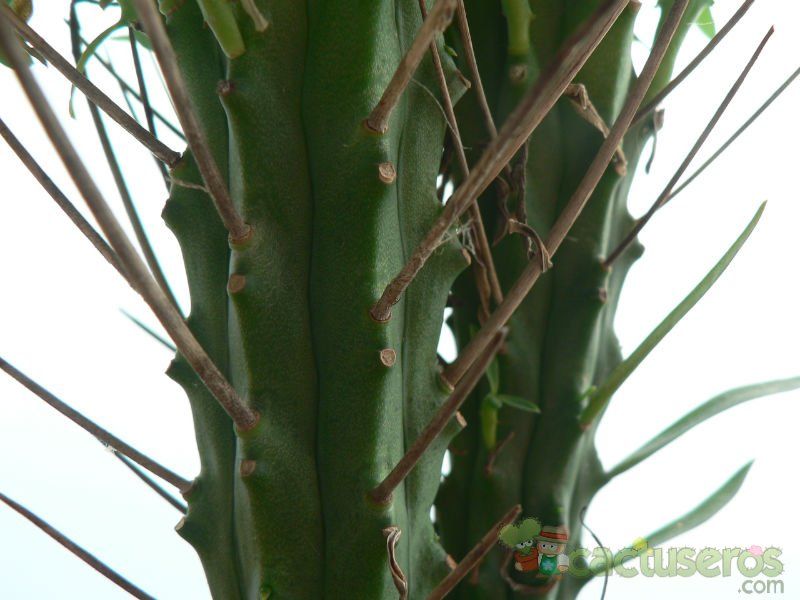 A photo of Euphorbia loricata  