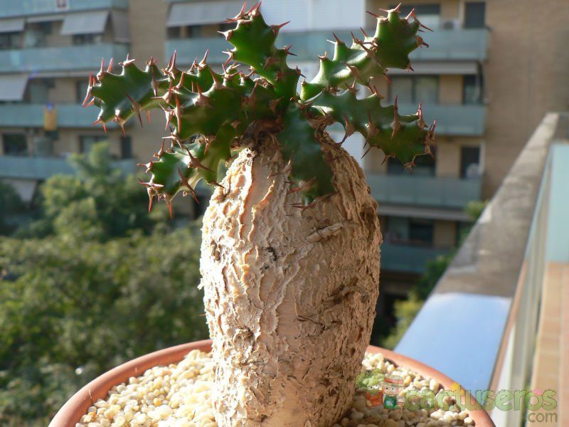Una foto de Euphorbia squarrosa  