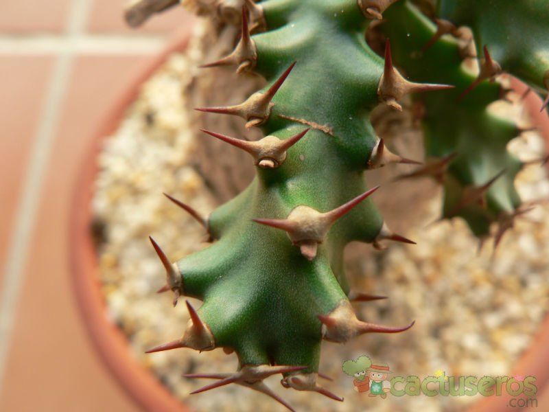 Una foto de Euphorbia squarrosa  