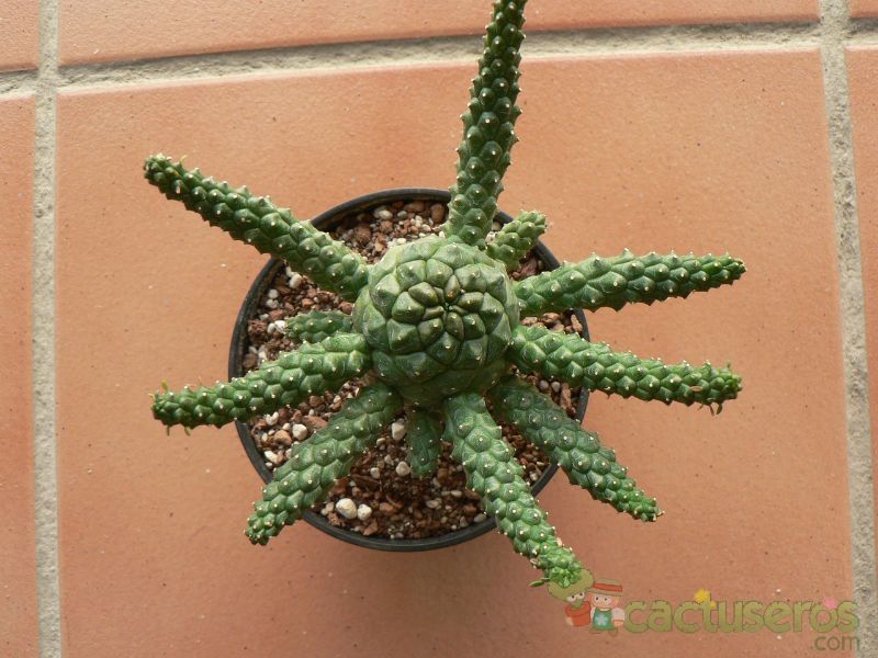 Una foto de Euphorbia crassipes  