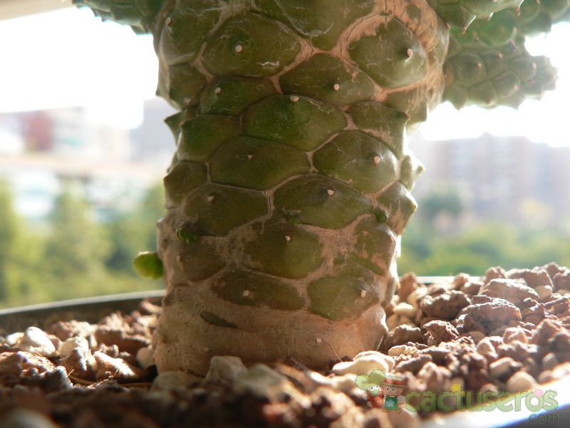 Una foto de Euphorbia crassipes  