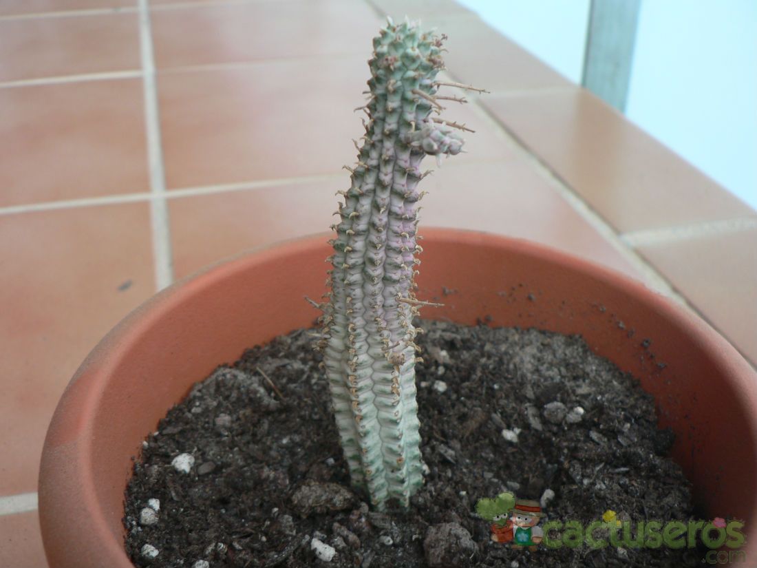 A photo of Euphorbia mammillaris fma. variegada