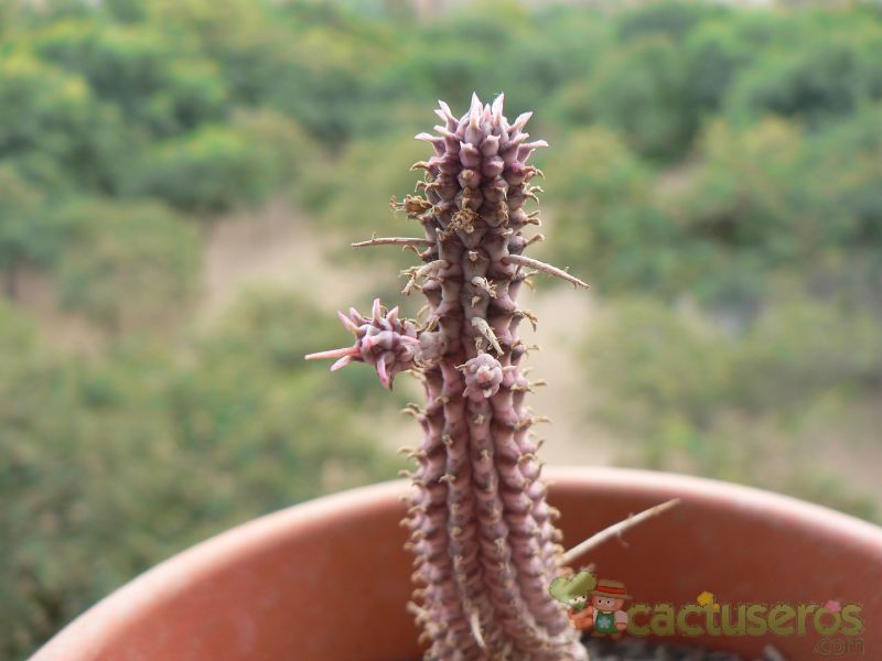 A photo of Euphorbia mammillaris fma. variegada