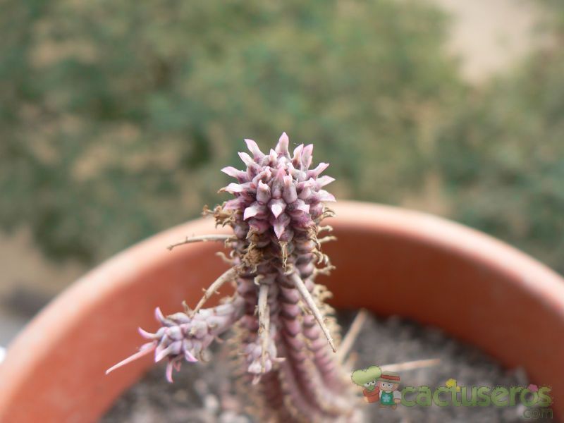 A photo of Euphorbia mammillaris fma. variegada