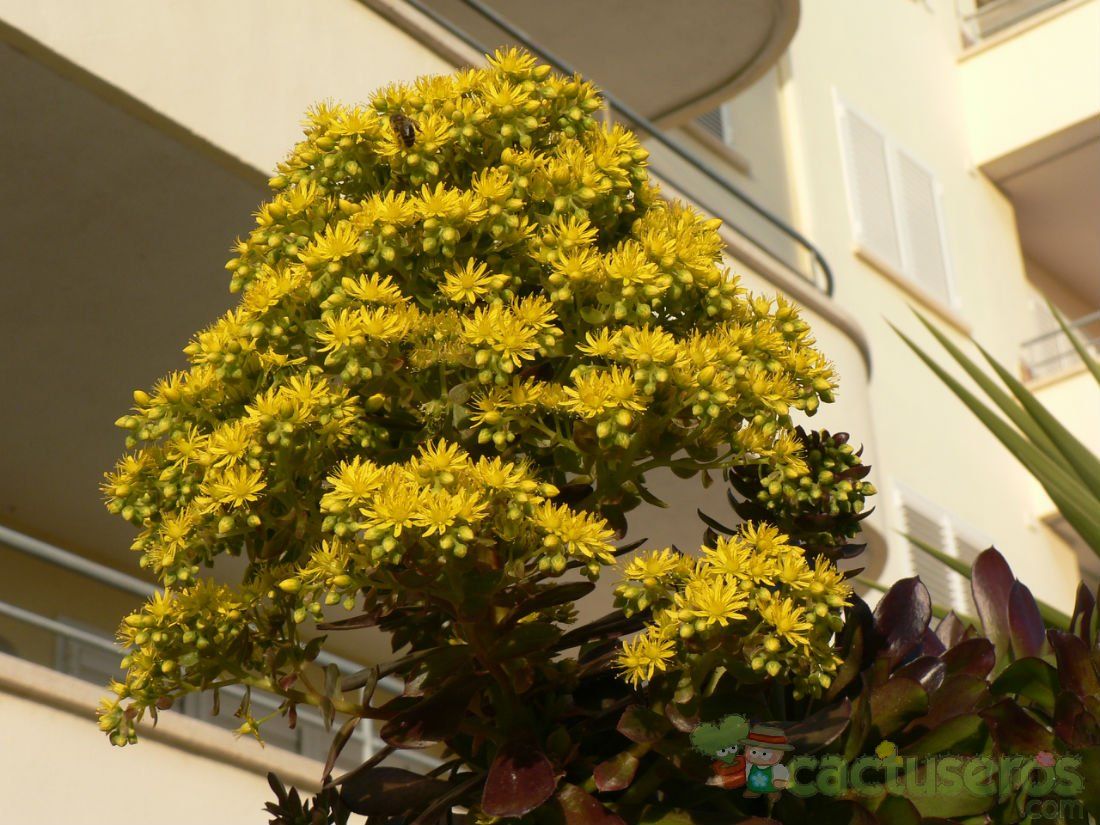 A photo of Aeonium arboreum cv. artropurpureum