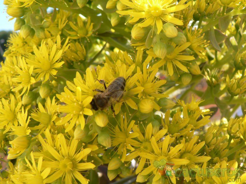 A photo of Aeonium arboreum cv. artropurpureum