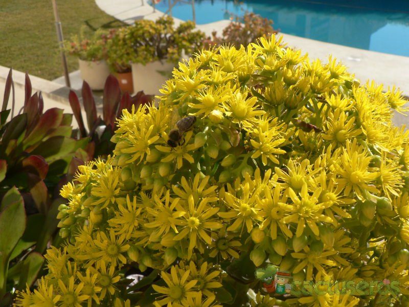 A photo of Aeonium arboreum cv. artropurpureum