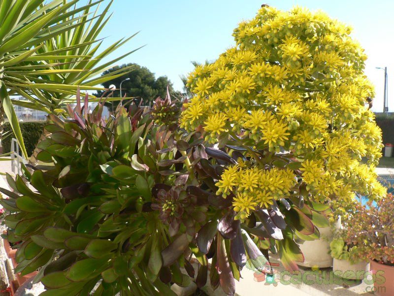 A photo of Aeonium arboreum cv. artropurpureum