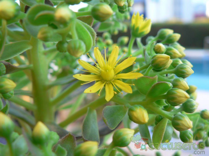 A photo of Aeonium arboreum cv. artropurpureum
