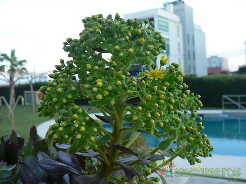 A photo of Aeonium arboreum cv. artropurpureum