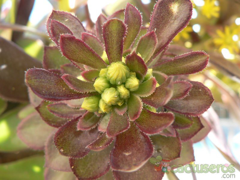 A photo of Aeonium arboreum cv. artropurpureum