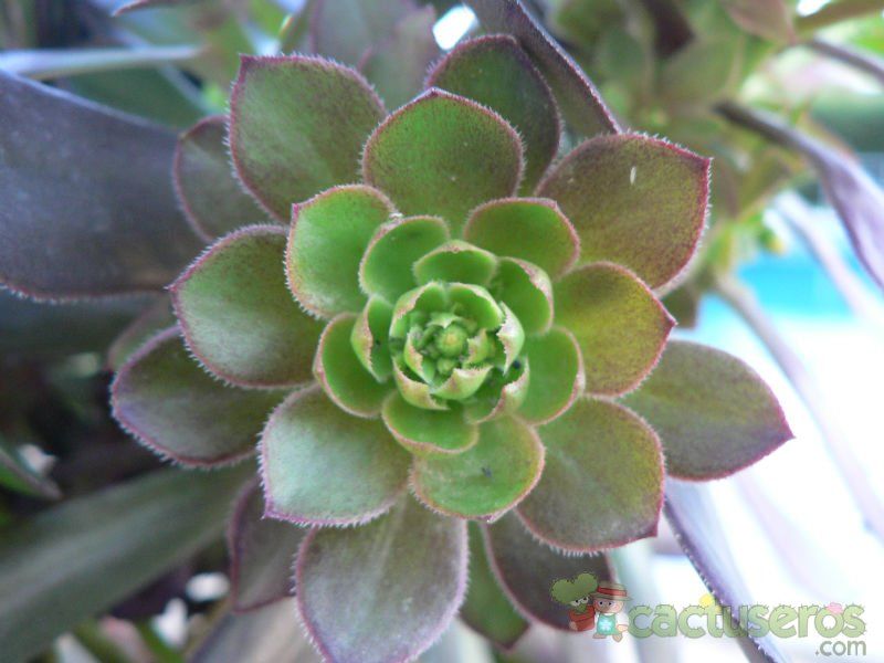 A photo of Aeonium arboreum cv. artropurpureum