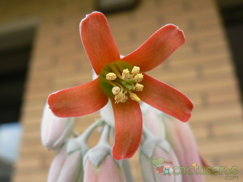 Una foto de Cotyledon orbiculata var. undulata
