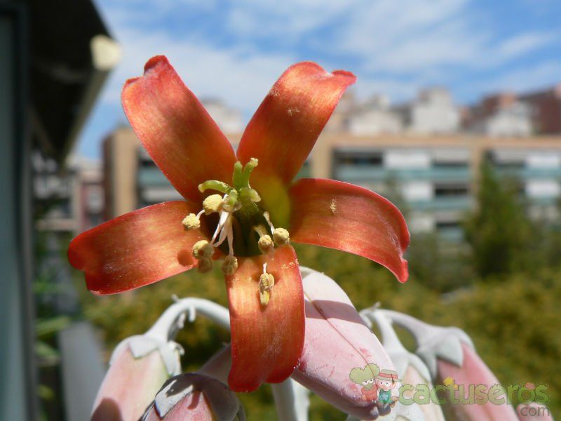 Una foto de Cotyledon orbiculata var. undulata